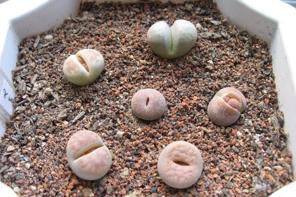 生石花圖片大全 生石花品種有哪些