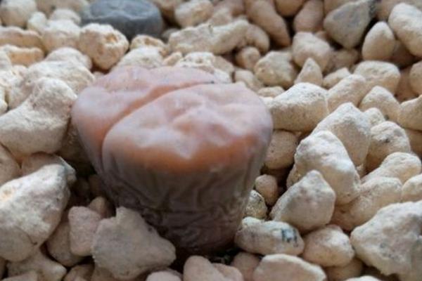 生石花圖片大全 生石花品種有哪些