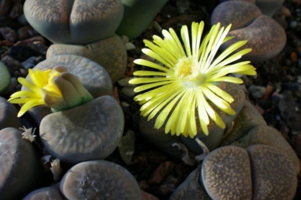 生石花圖片大全 生石花品種有哪些