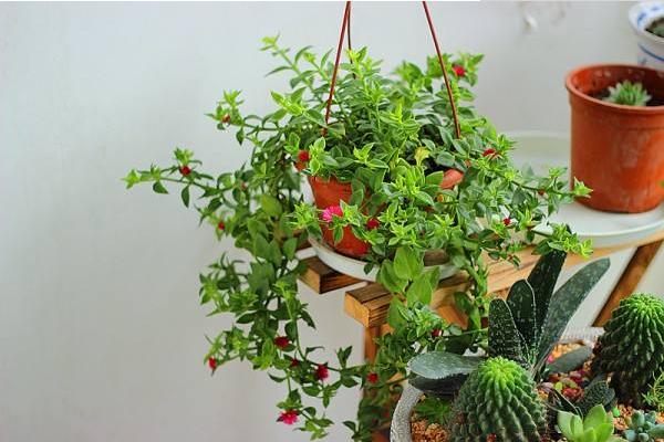 牡丹吊蘭怎么修剪（圖解） 牡丹吊蘭葉子發軟發黃的原因及解決辦法