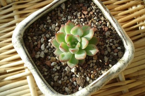 多肉為什么很容易掉葉子 多肉葉子一碰就掉的原因及解決辦法
