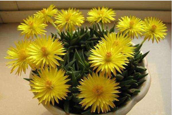 照波多肉怎么養(yǎng) 多肉植物照波養(yǎng)殖方法與注意事項