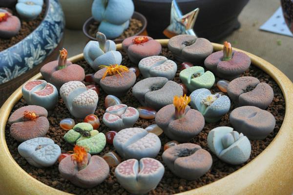 生石花怎么養(yǎng) 生石花養(yǎng)殖方法與注意事項(xiàng)