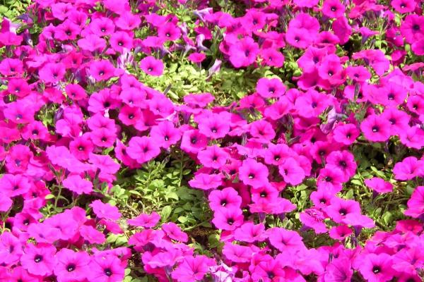 盆栽矮牽牛花怎么養 矮牽牛花養殖方法與注意事項