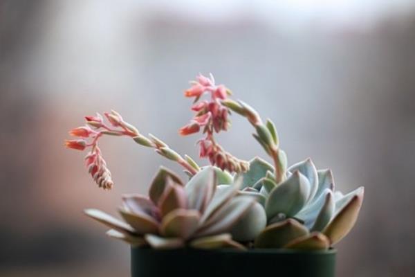 多肉植物開花嗎 哪些多肉會開花