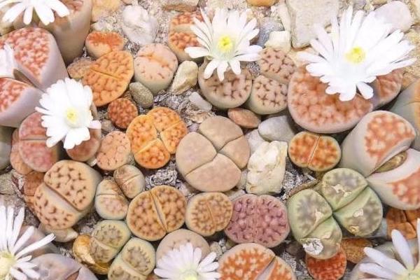 生石花長(zhǎng)高了怎么辦 生石花種多高合適