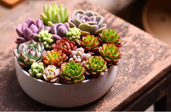 多肉品種大全（圖解） 多肉植物有哪幾大類（多少種）