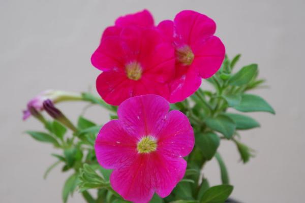 矮牽牛種子市場價格多少錢一斤 家庭養矮牽牛如何過冬