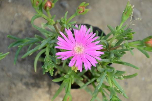 松葉菊圖片大全 松葉菊的花語是什么