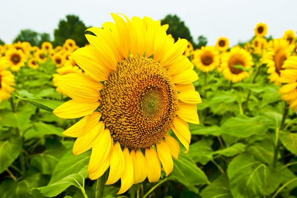 向日葵市場價格多少錢一支  向日葵怎么養(yǎng)