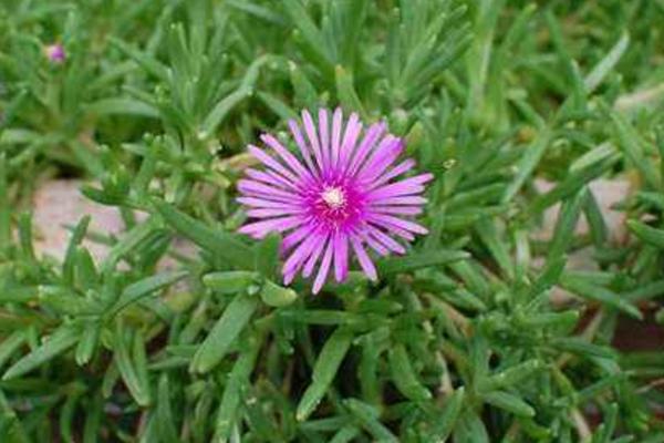 松葉菊圖片大全 松葉菊的花語是什么