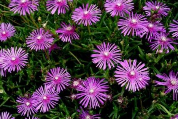 松葉菊圖片大全 松葉菊的花語是什么