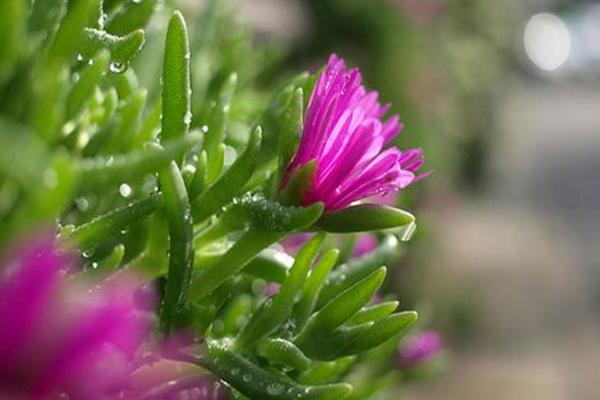 松葉菊圖片大全 松葉菊的花語是什么