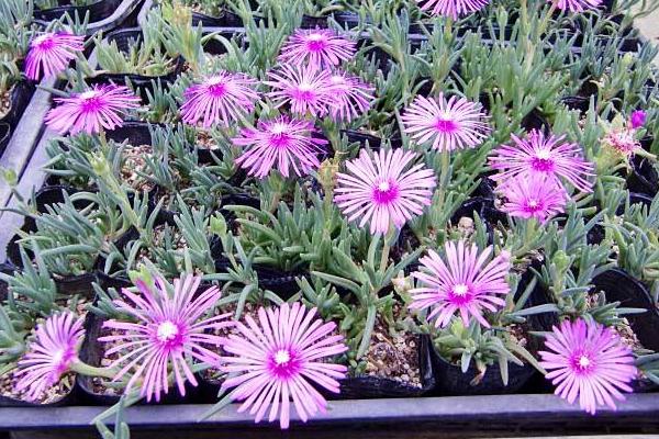 松葉菊圖片大全 松葉菊的花語是什么