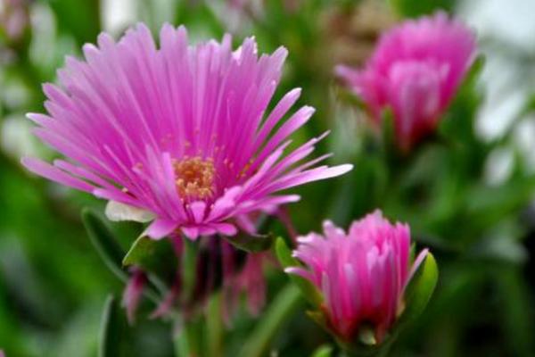 松葉菊圖片大全 松葉菊的花語是什么