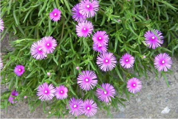 松葉菊圖片大全 松葉菊的花語是什么