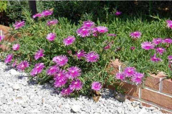 松葉菊圖片大全 松葉菊的花語是什么