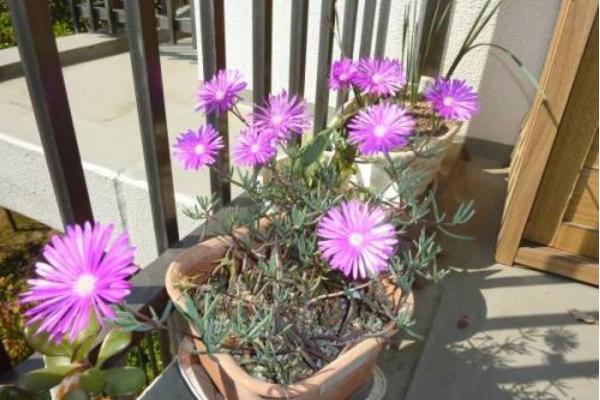 松葉菊圖片大全 松葉菊的花語是什么