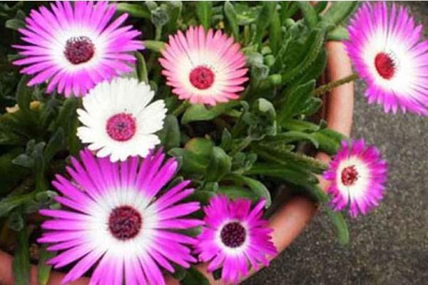 松葉菊圖片大全 松葉菊的花語是什么