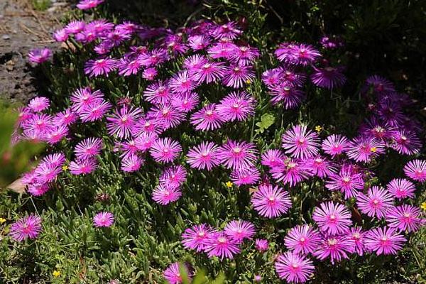 松葉菊圖片大全 松葉菊的花語是什么