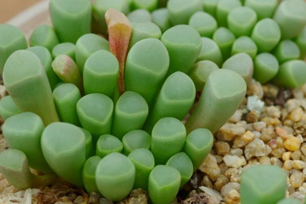 五十鈴玉市場價格多少錢一盆