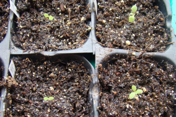 矮牽牛種子市場價格多少錢一斤 家庭養矮牽牛如何過冬