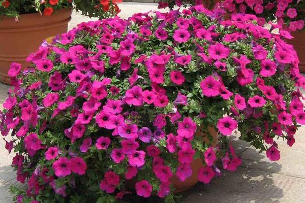 矮牽牛種子市場價格多少錢一斤 家庭養矮牽牛如何過冬