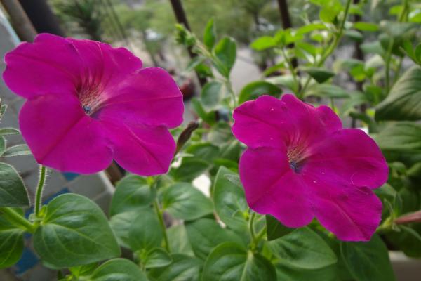 矮牽牛種子市場價格多少錢一斤 家庭養矮牽牛如何過冬