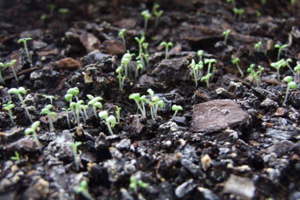 矮牽牛種子市場價格多少錢一斤 家庭養矮牽牛如何過冬
