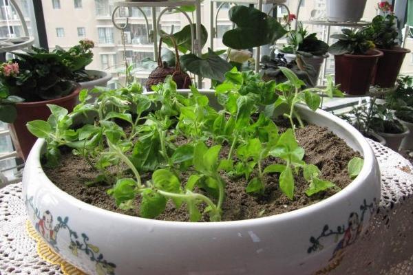 矮牽牛種子市場價格多少錢一斤 家庭養矮牽牛如何過冬