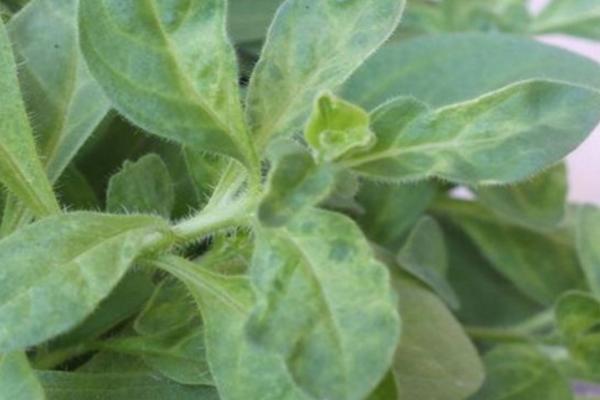 矮牽牛種子市場價格多少錢一斤 家庭養矮牽牛如何過冬