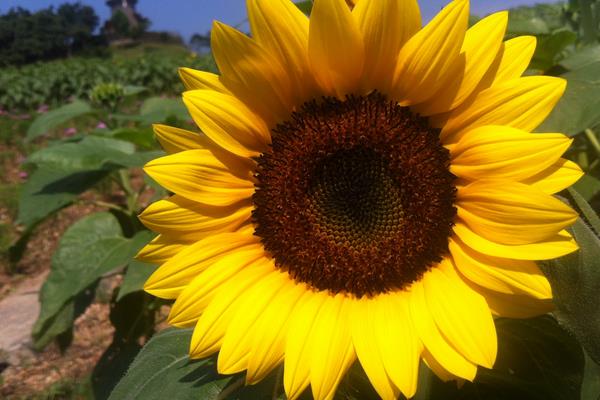 向日葵相關的詩句有哪些  梵高作品 《向日葵》