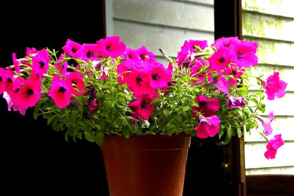 矮牽牛種子多久能發芽（需要幾天） 重瓣矮牽牛的種植方法