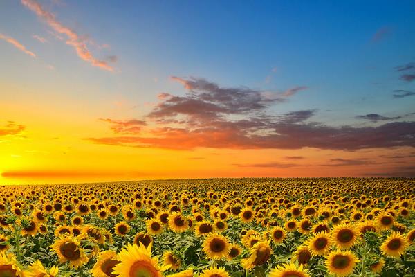 向日葵相關的詩句有哪些 梵高作品 《向日葵》