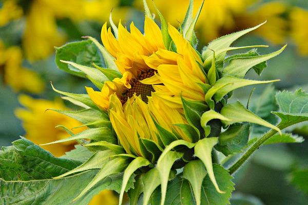 向日葵相關的詩句有哪些 梵高作品 《向日葵》