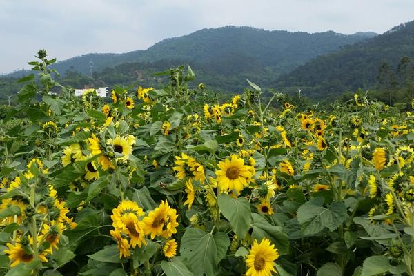 向日葵相關的詩句有哪些 梵高作品 《向日葵》