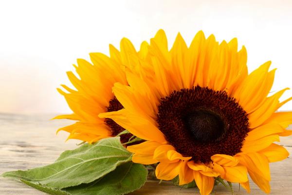 向日葵相關的詩句有哪些 梵高作品 《向日葵》