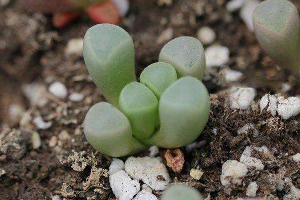 五十鈴玉圖片大全 五十鈴玉特點與簡介