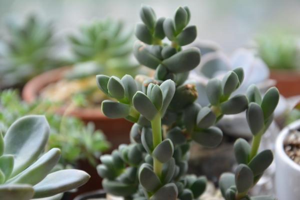 鹿角海棠怎么養爆盆 鹿角海棠養殖方法與注意事項