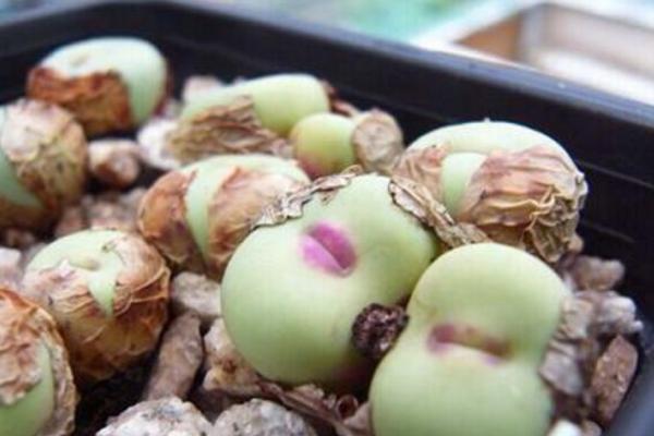 小紅嘴多肉怎么養(yǎng) 多肉植物小紅嘴養(yǎng)殖方法與注意事項(xiàng)