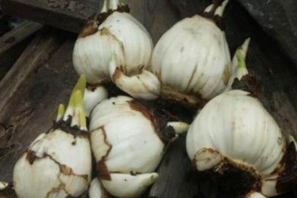 水仙花生長過程（圖解） 水仙花什么時候種