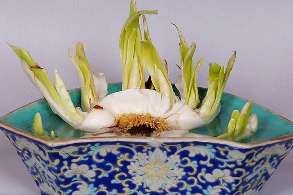 水仙花生長過程（圖解） 水仙花什么時候種