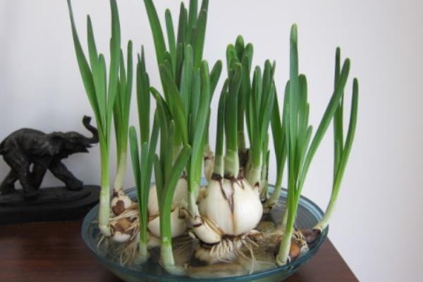 水仙花生長過程（圖解） 水仙花什么時候種