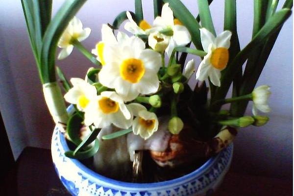 水仙花生長過程（圖解） 水仙花什么時候種
