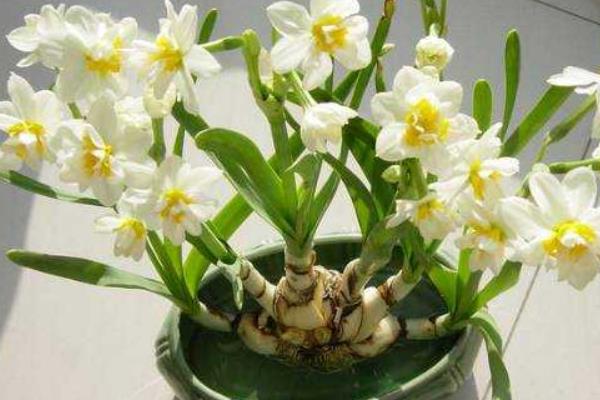 水仙花生長過程（圖解） 水仙花什么時候種
