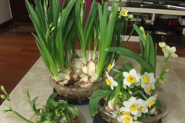 水仙花生長過程（圖解） 水仙花什么時候種