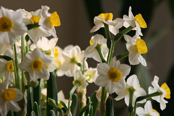 水仙花生長過程（圖解） 水仙花什么時候種