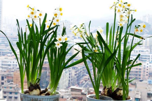 水仙花生長過程（圖解） 水仙花什么時候種