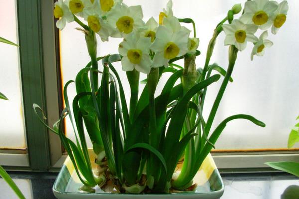 什么情況下送水仙花 送水仙花代表什么意思