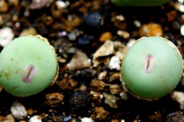 小紅嘴多肉怎么養 多肉植物小紅嘴養殖方法與注意事項